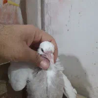 جفت الماس|پرنده|پیشوا, |دیوار