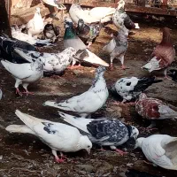 کبوتر پروازی|پرنده|چابکسر, |دیوار