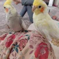 پرنده