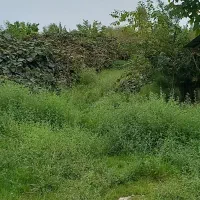 فروش-باغ-کیوی