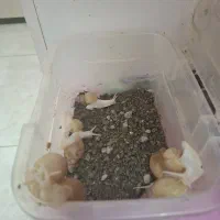 حلزون آلبینو مولد|خزنده|مشهد, سمزقند|دیوار