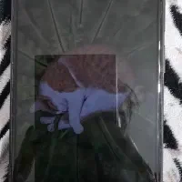 گوشی شیائومی ردمی ۱۲c