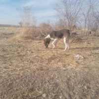 واگذاری سگ خراسانی