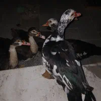 اردک روسی