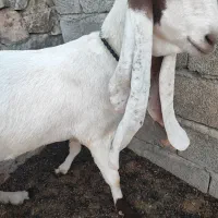 بز اصل گلابی گوش پنجاه سانت|حیوانات مزرعه|ایرانشهر, |دیوار