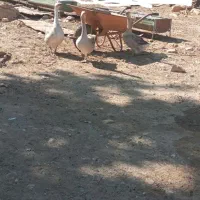 حیوانات مزرعه