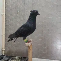 یک جفت کبوتر|پرنده|سبزوار, جوادیه غربی|دیوار