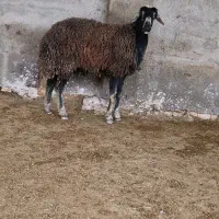 گوسفند شیشک قره چال قوچ خورده