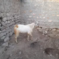فروش یه عدد دارن سرحال به فروش می رسد