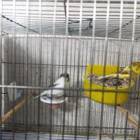 فروش یک جفت قناری به همراه جوجه