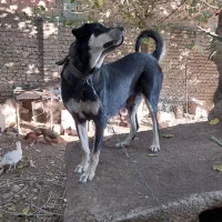 سگ پژدر کردی