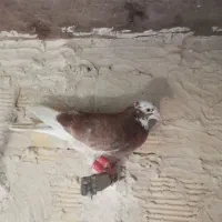 تعدادی کبوتر یا کفتر