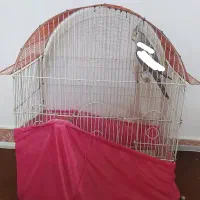 قفس پرنده