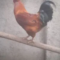 خروس وبوقلمون اورگانیک درشت|حیوانات مزرعه|قائمشهر, |دیوار