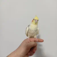 عروس هلندی دستی|پرنده|ماهدشت, |دیوار