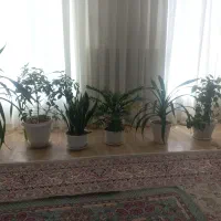 گل طبیعی