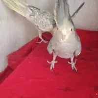 عروس هلندی دو عدد