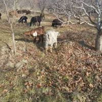 بزجوان بابزخاله نر