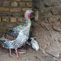 بوقلمون ماده