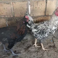 مرغ وخروس خوشگل|حیوانات مزرعه|مبارکه, |دیوار