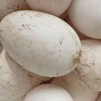 تخم قوغاز آفریقایی