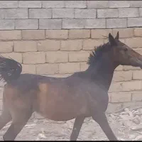 اسب مادیان