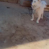 سگ دورگ پامر روباهی