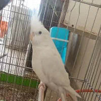 عروس هلندی|پرنده|هشتگرد, شهرک وحدت|دیوار