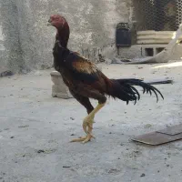 خروس لاری و مرغ