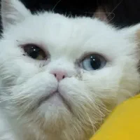 گربه نژاددارکاملا اصیل