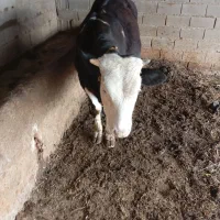گوساله نر