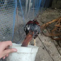 جوجه لاری