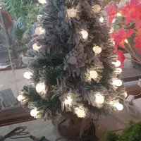 کاج وارداتی کریسمس ارمیا