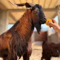 بزغاله آلپاین برای نسل کِشی|حیوانات مزرعه|شیرگاه, |دیوار