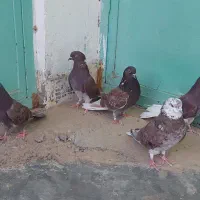 کبوتر زاغ