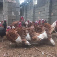 بوقلمون اورگانیک
