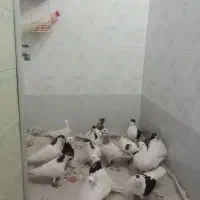 کبوتر|پرنده|نیشابور, مازول|دیوار