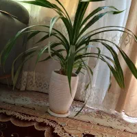 گل پاندانوس