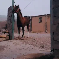 دو راس مادیون با یک کره نریون پنج ماهه|اسب و تجهیزات اسب‌سواری|دورود, |دیوار