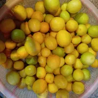 لیموی تازه ودرجه یک