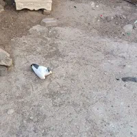 طوقی|پرنده|اردبیل, |دیوار