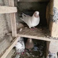 کبوتر ماهرو ماده
