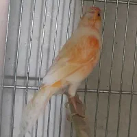 انواع قناری|پرنده|مرودشت, ابوذر شمالی|دیوار