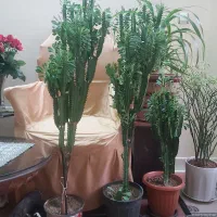 گل افوربیا|گل و گیاه طبیعی|تبریز, |دیوار