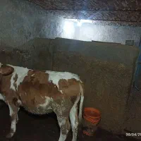 گوساله سیمنیتال اصل