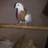 طوقی زرد خال سیاه .ماده فولادی