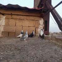 کفتر|پرنده|تربت‌حیدریه, حیدرآباد|دیوار