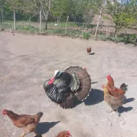 یک عدد بوقلمون