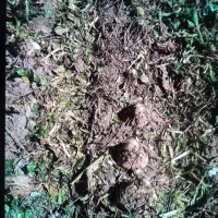 فروش چغندر ویونجه