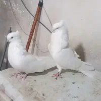 جفت سفید چشم زرد